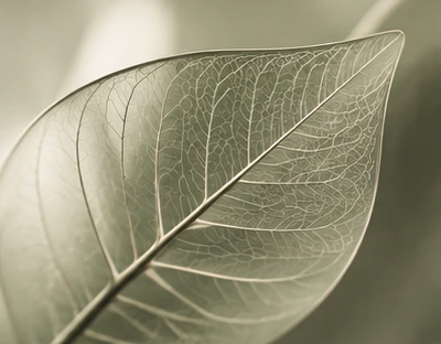 A translucent leaf with fine visible veins, in soft sage tones.